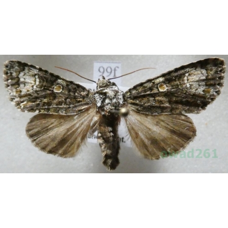 Craniophora ligustri (Denis & Schiffermüller, 1775) Czech99f